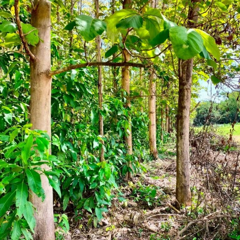 image-1451 Teak Plantation Land for Sale