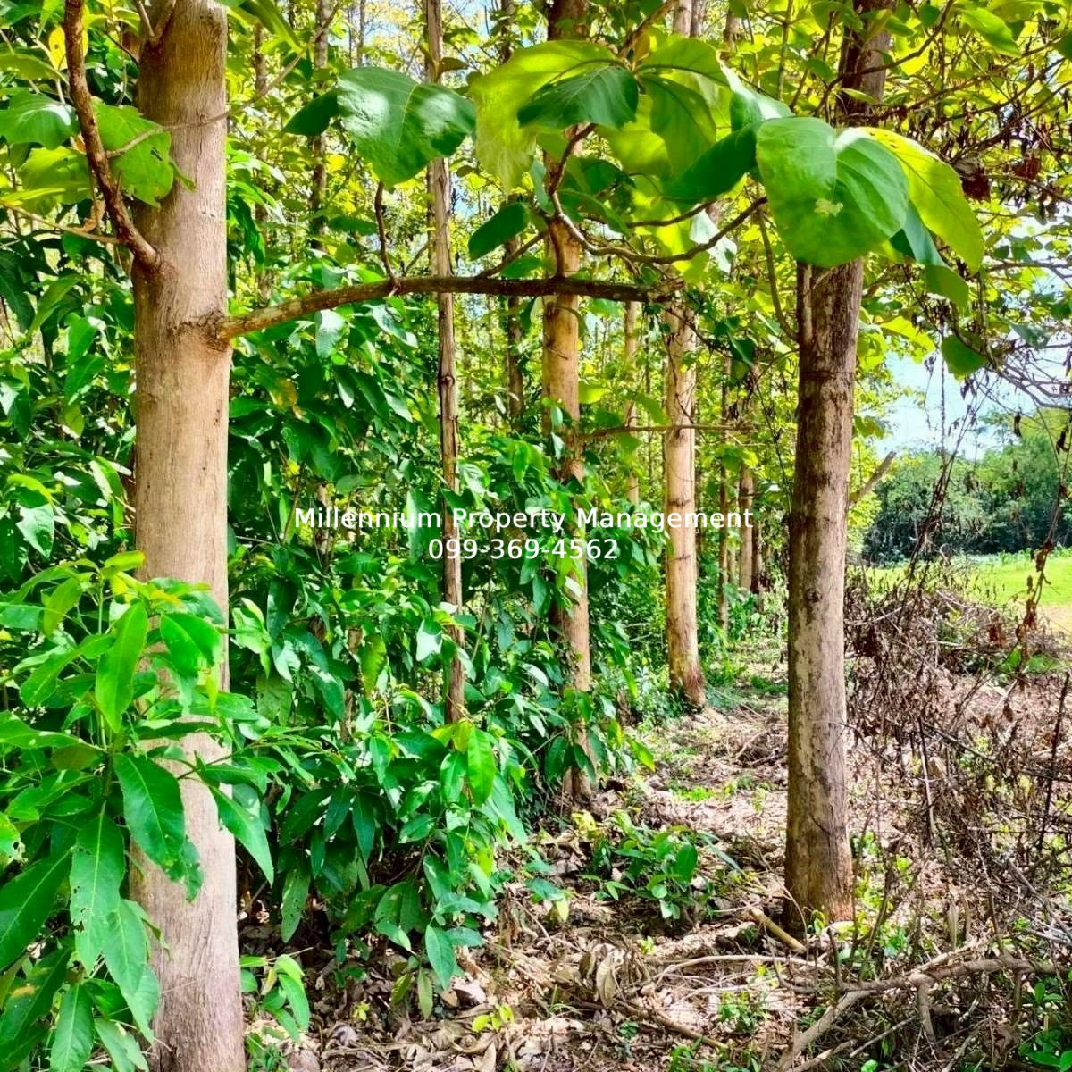 1451 Teak Plantation Land for Saleimage-